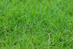 
被种草了！苏超刷“坪”背后的宝藏专业
