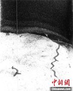 深海生物如何打造其生态环境？国